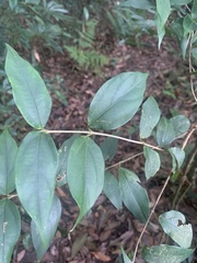 Viburnum integrifolium