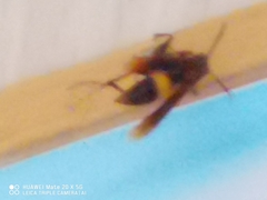 Vespidae