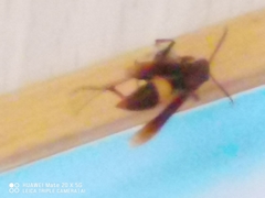 Vespidae