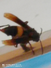 Vespidae