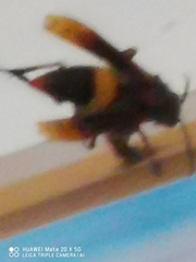 Vespidae