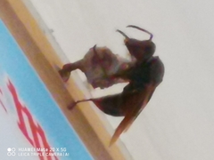 Vespidae