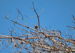 Oreoscoptes montanus