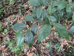 Viburnum integrifolium