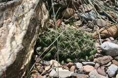 Mammillaria longimamma