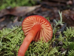 Pseudohygrocybe