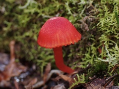 Pseudohygrocybe
