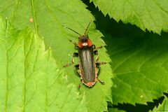 Cantharis fusca