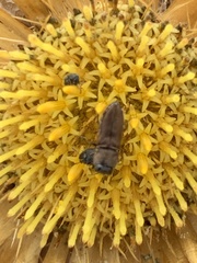 Anthaxia umbellatarum