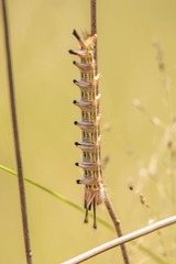 Phiala