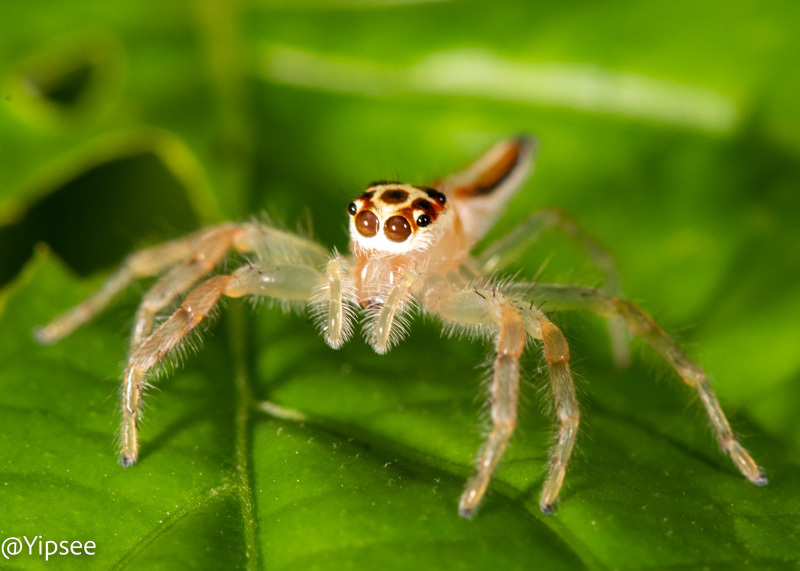 Telamonia vlijmi from Zoo area, Chiang Mai on August 8, 2022 at 10:02 ...