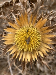 Anthaxia umbellatarum