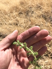 Blepharizonia plumosa