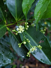 Euonymus cochinchinensis