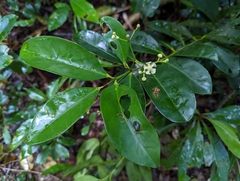 Euonymus cochinchinensis