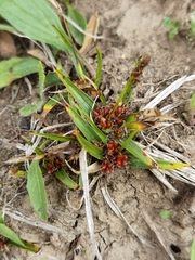 Carex tangulashanensis