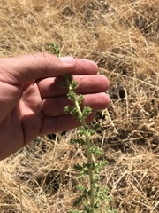 Blepharizonia plumosa