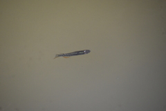 Aplocheilus lineatus