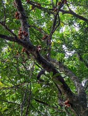 Dysoxylum parasiticum