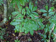 Dysoxylum parasiticum