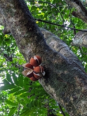 Dysoxylum parasiticum