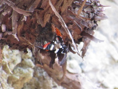 Vanessa atalanta