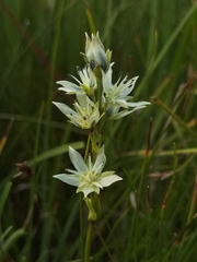 Swertia przewalskii