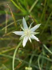 Swertia przewalskii