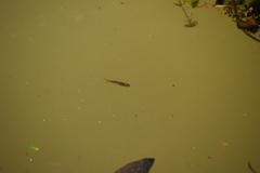 Aplocheilus lineatus