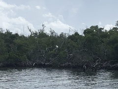 Ardea herodias occidentalis