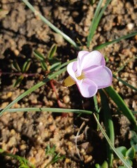 Oxalis minuta