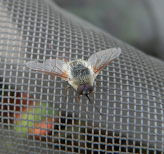 Systoechus candidulus