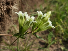 Gentiana straminea