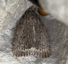 Amphipyra glabella