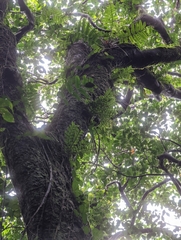 Appendicula reflexa kotoensis