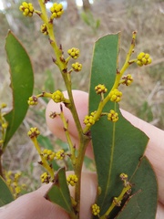 Acacia rubida