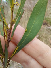 Acacia rubida