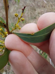 Acacia rubida