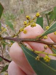Acacia rubida