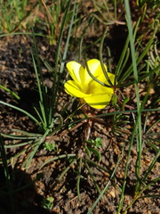 Oxalis flava