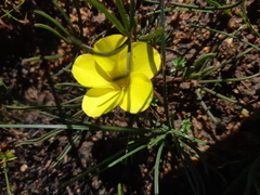 Oxalis flava