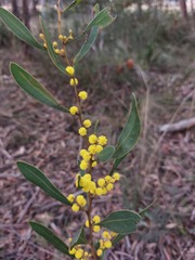Acacia rubida
