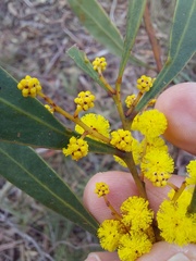 Acacia rubida
