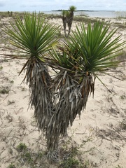 Yucca aloifolia image