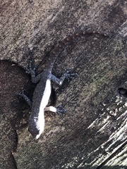 Lygodactylus incognitus