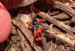 Ectomocoris patricius
