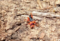 Ectomocoris patricius
