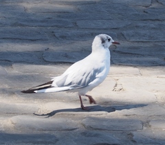 Chroicocephalus ridibundus