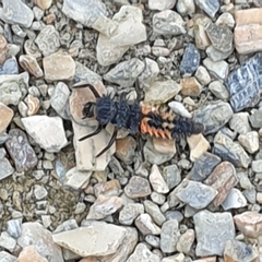 Harmonia axyridis