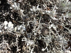 Berkheya cuneata